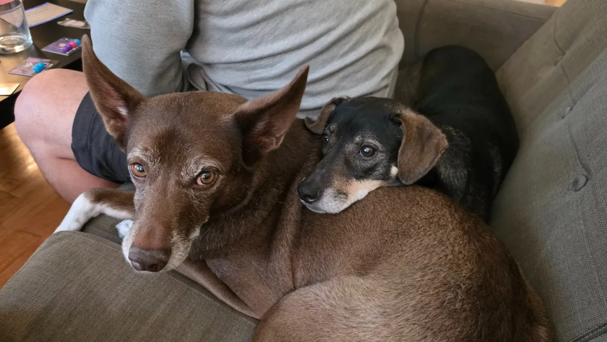 Manny and Milo, two small dogs on the couch at Hillcrest Place