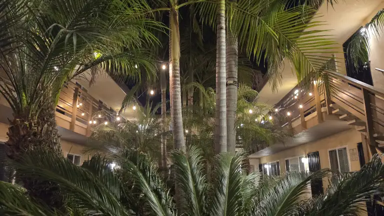 Hillcrest Place string lights in the palm trees